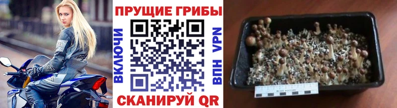 Галлюциногенные грибы MAGIC MUSHROOMS  Шлиссельбург 